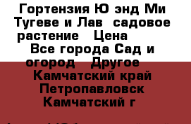 Гортензия Ю энд Ми Тугеве и Лав, садовое растение › Цена ­ 550 - Все города Сад и огород » Другое   . Камчатский край,Петропавловск-Камчатский г.